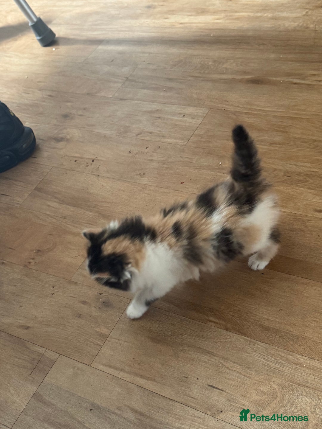 Domestic Shorthair cats for sale: 7 kittens ready to go 21 September  - Image 7