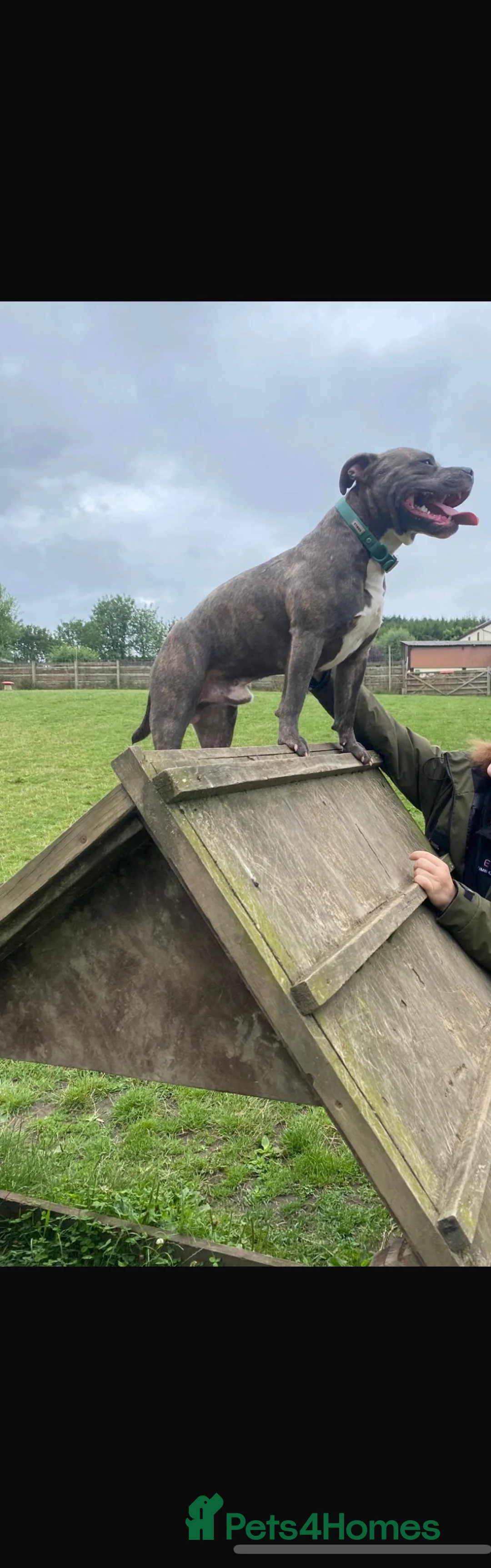 Mixed Breed dogs for sale: Amstaff x Staffy puppies - Advert 13