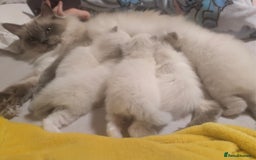 Ragdoll cats for sale: Adorable, fluffy, blue eyed kittens for sale  - Image 1