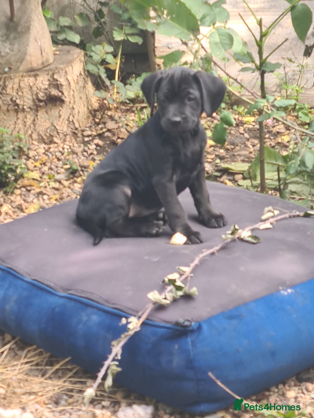 Mixed Breed dogs for sale: Beautiful litter of spaniel Cross  - Image 4