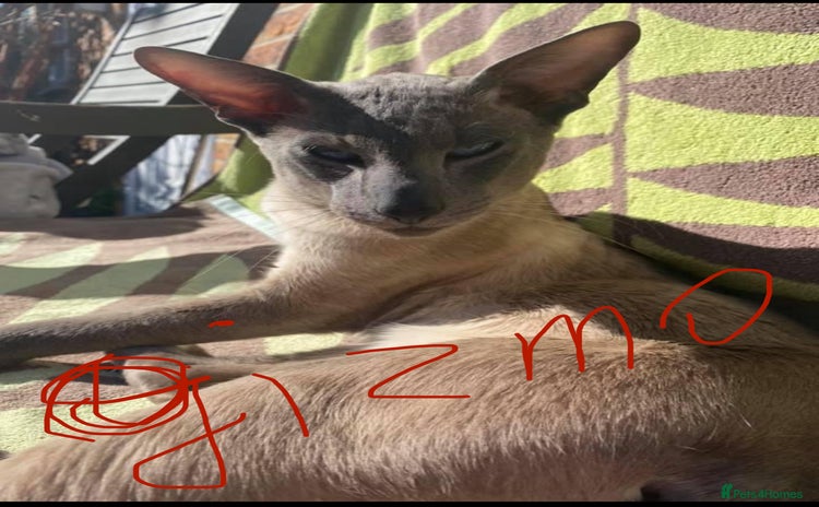 Siamese cats - Advert 1