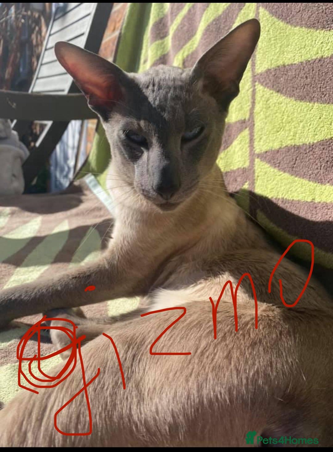 Siamese cats for sale: Siamese kittens - girls  - Image 1