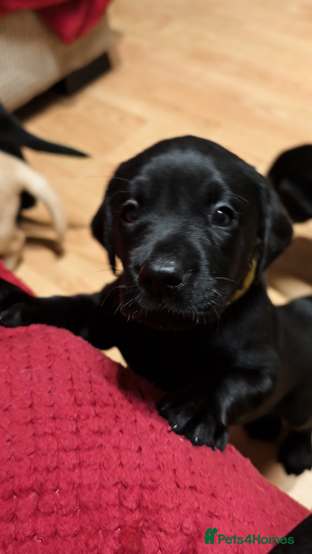 Labrador Retriever dogs for sale: Labrador Love Nuggets - 7 left - Image 19