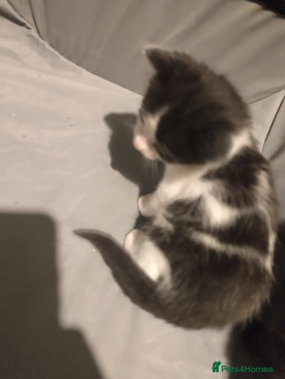 British Shorthair cats for sale: Beautiful kittens  - Advert 6