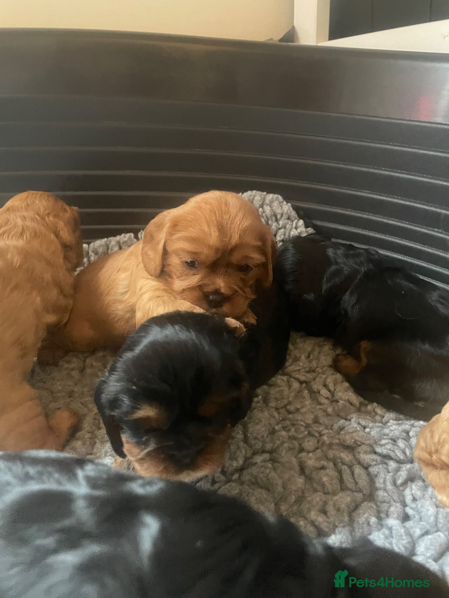 Cavalier King Charles Spaniel dogs for sale: King Charles cavalier babies  - Advert 33