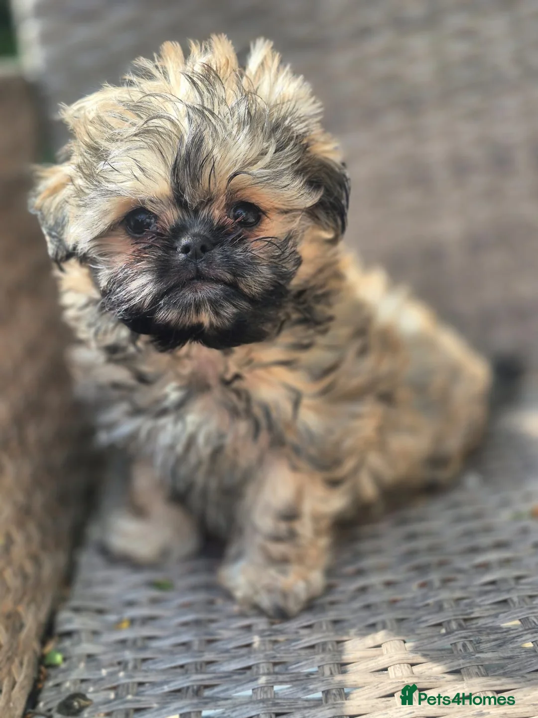 Shih Tzu dogs for sale: Amazing Small Imperial Shih tzu Puppies READY NOW - Advert 21