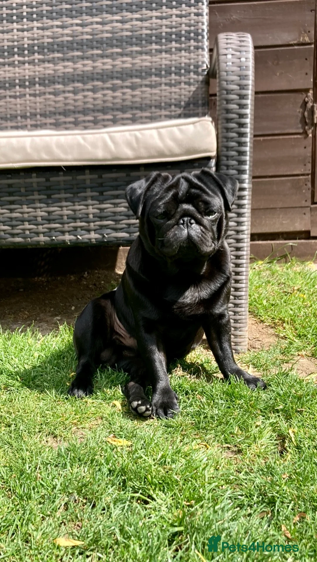 Pug dogs for stud: Health tested black pug stud  in Stevenage - Advert 22