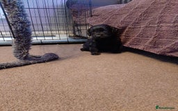 Cockapoo dogs for sale: Stunning litter of cockapoos  - Advert 11