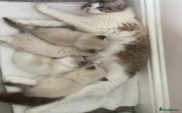 Ragdoll cats for sale: GCCF Family Reared Ragdoll Kittens - Image 8