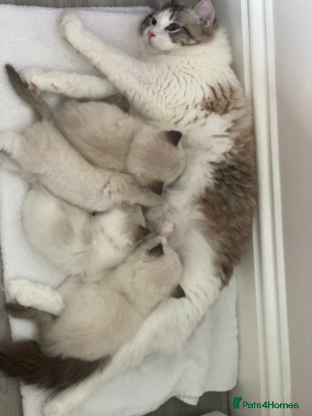 Ragdoll cats for sale: GCCF Family Reared Ragdoll Kittens - Image 8
