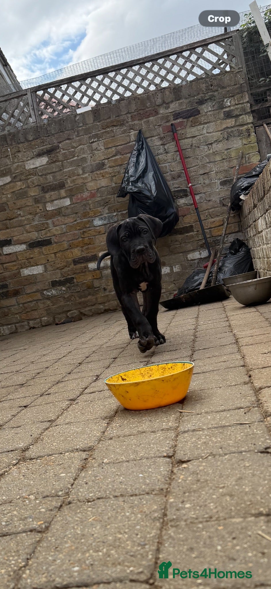 Cane Corso dogs BEAUTIFUL CANE CORSO puppies. PROTECTION+FAMILY - Advert 2