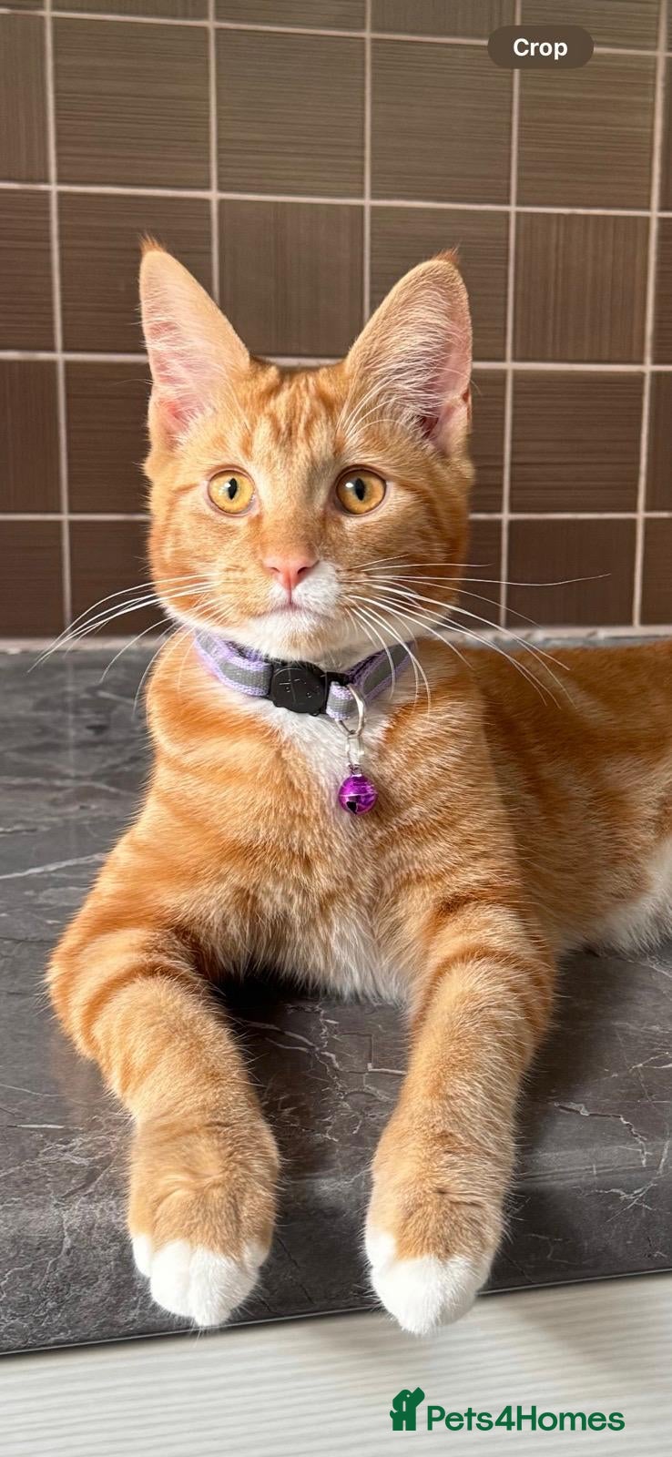 Mixed Breed cats Maincoon X Selkirk Rex - Advert 1