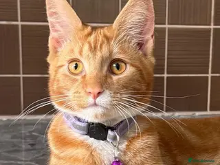 Mixed Breed cats Maincoon X Selkirk Rex - Advert 10