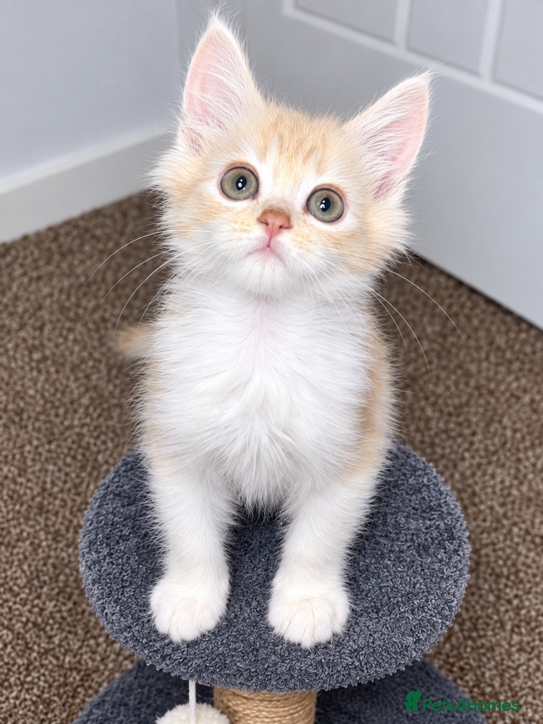Mixed Breed cats Dad is full Maine coon and registered  - Advert 2
