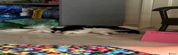 Mixed Breed cats for sale: White cat - Advert 3