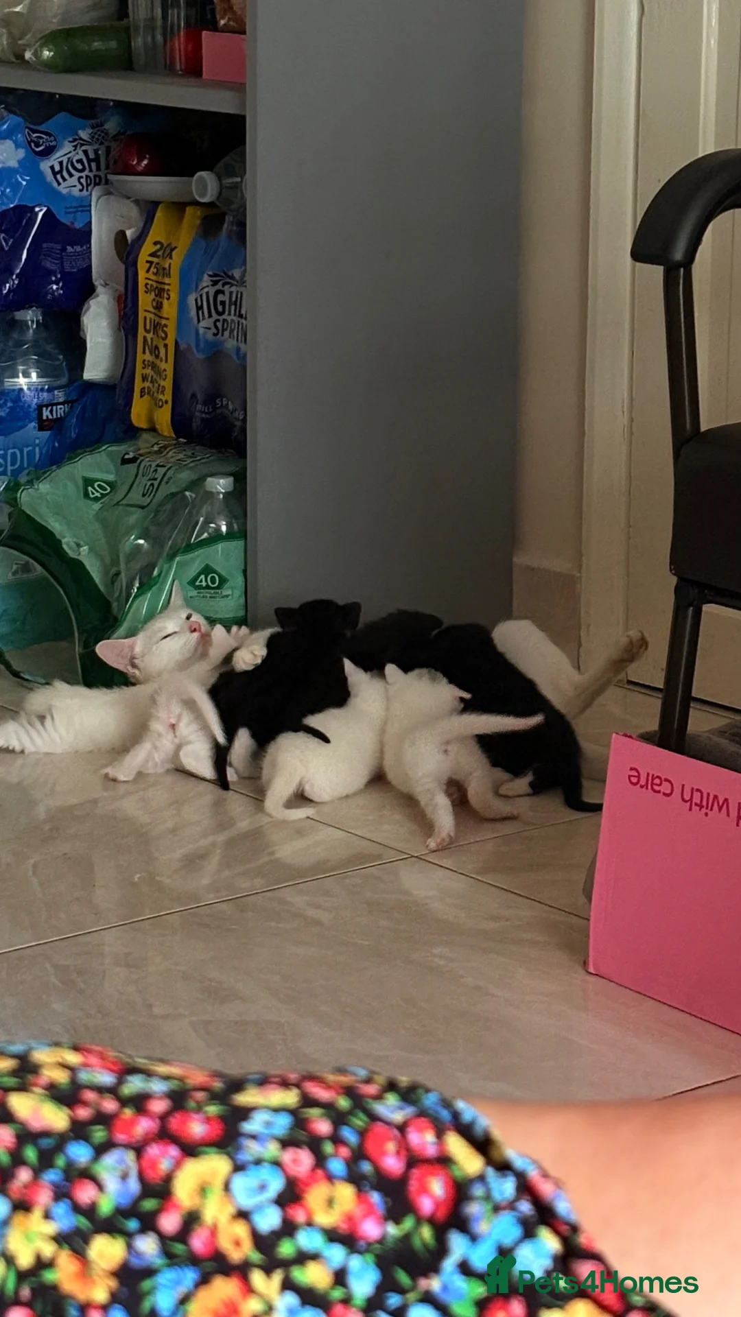 Mixed Breed cats for sale: White cat - Advert 3