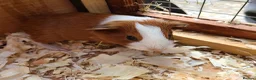 Guinea Pig rodents for sale: Guinea Pigs - Advert 1