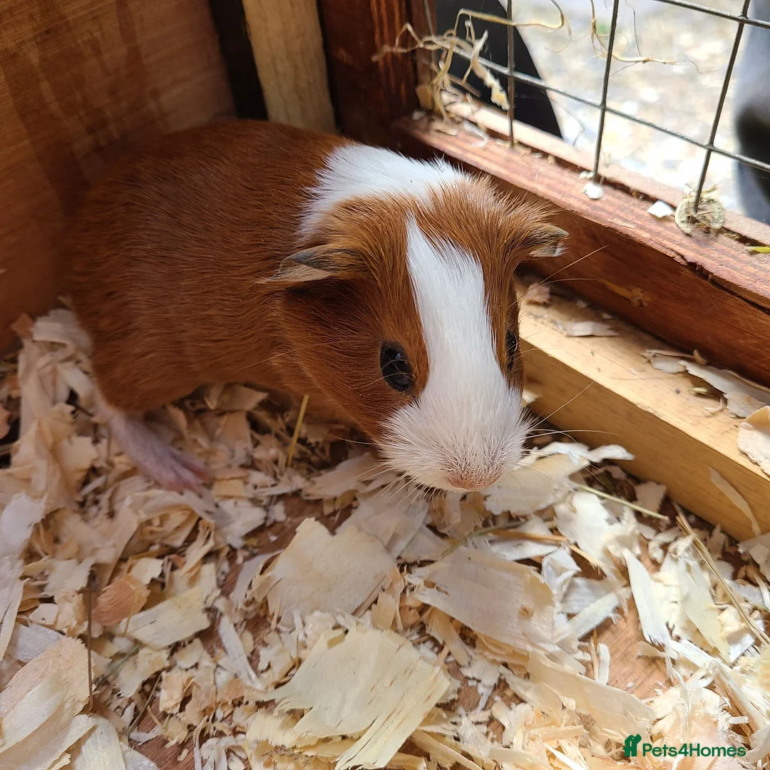 Guinea Pig rodents for sale: Guinea Pigs - Advert 1