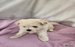 Pomapoo dogs for sale: Fluffy 4 Pomapoo Puppies Ready for Their Homes - Advert 13