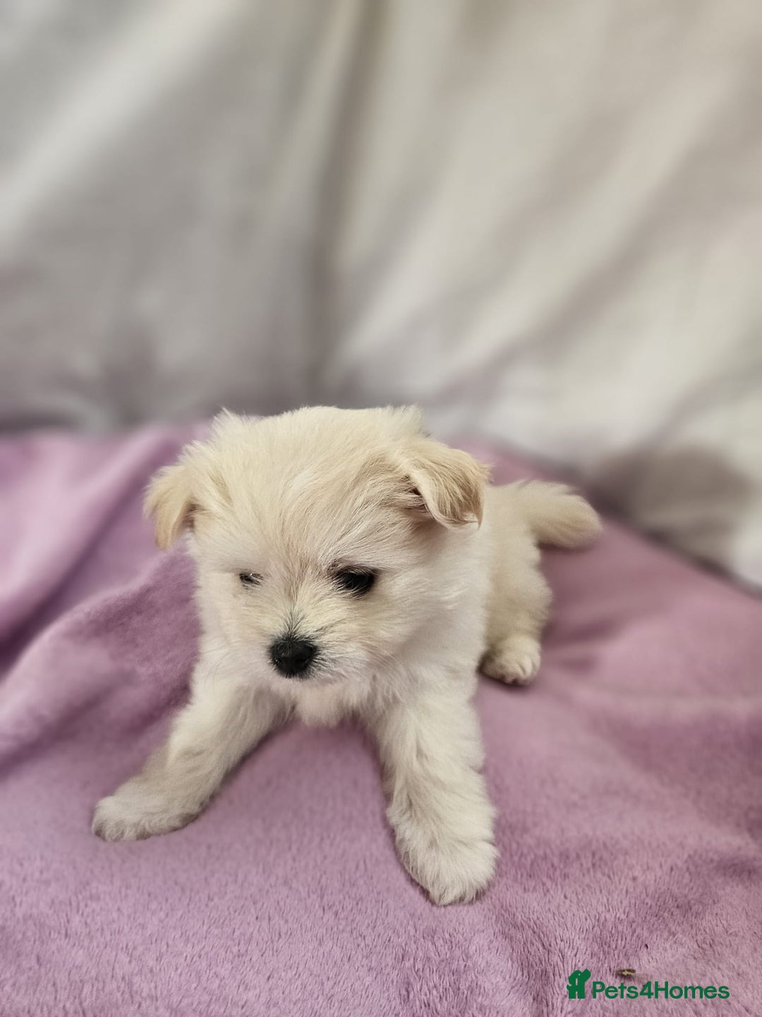 Pomapoo dogs for sale: Fluffy 4 Pomapoo Puppies Ready for Their Homes - Advert 13