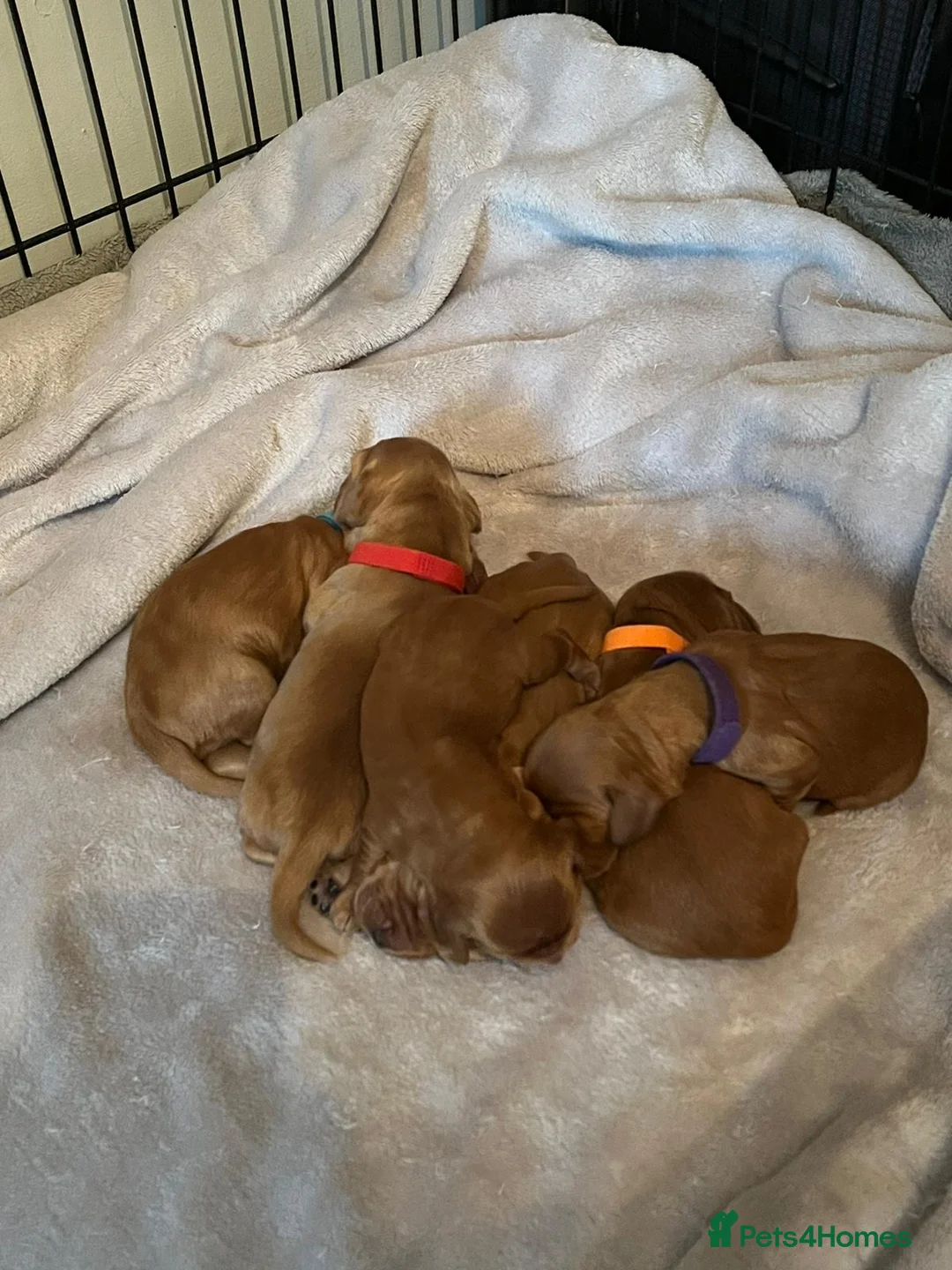 Cocker Spaniel dogs for stud: Cocker Spaniel For Stud in Liverpool - Advert 14