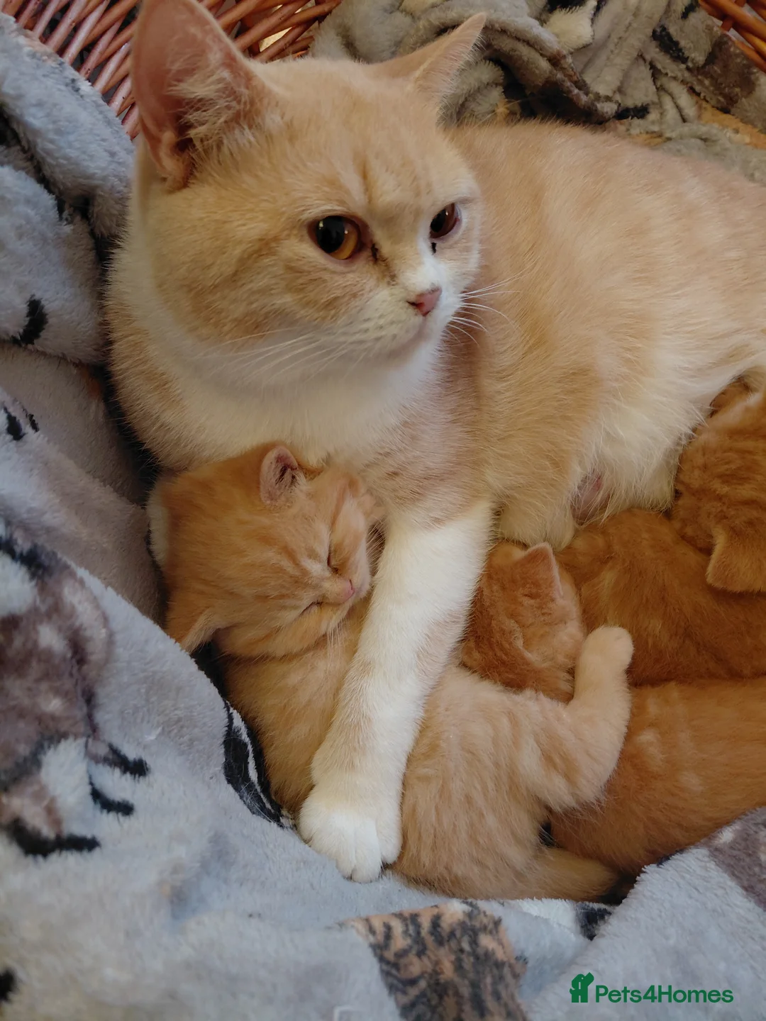 British Shorthair cats for sale: Beautiful British shorthair litter of 3 - Advert 1