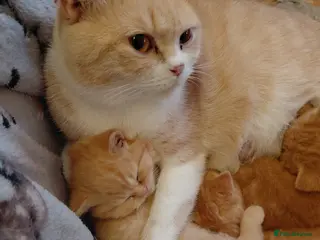 British Shorthair cats Beautiful British shorthair litter of 3 - Advert 10