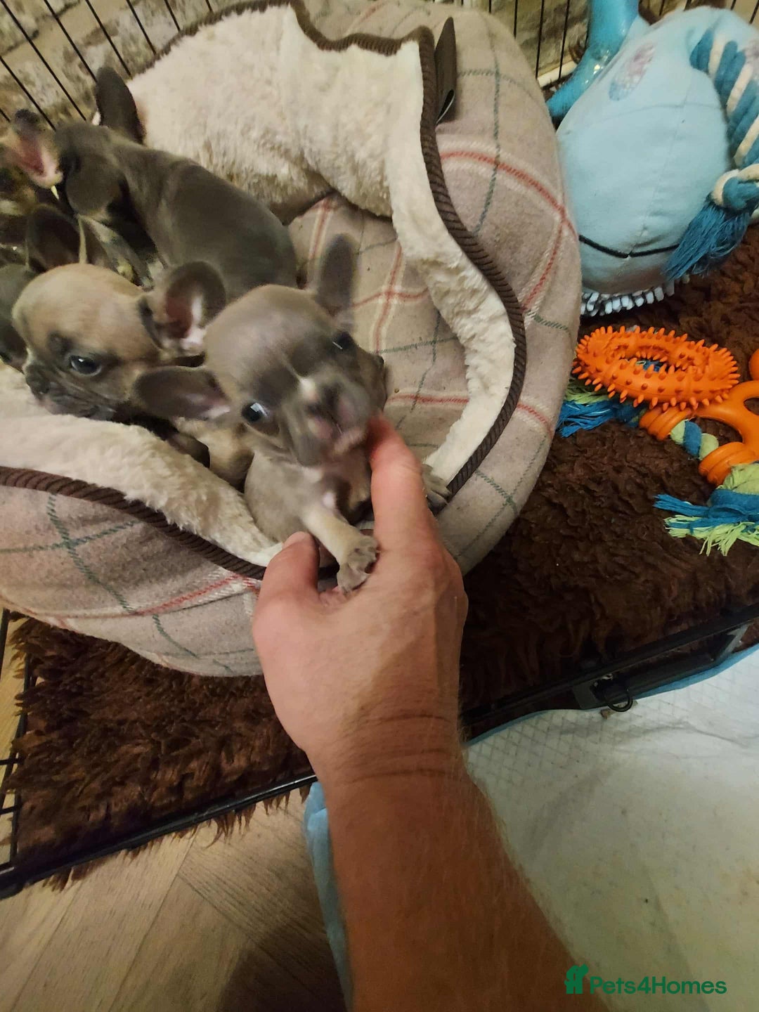 French Bulldog dogs for sale: French bulldog  - Image 8