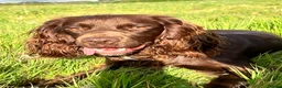 Cocker Spaniel dogs for stud: Gorgeous Chocolate Working Cocker Spaniel - Advert 1