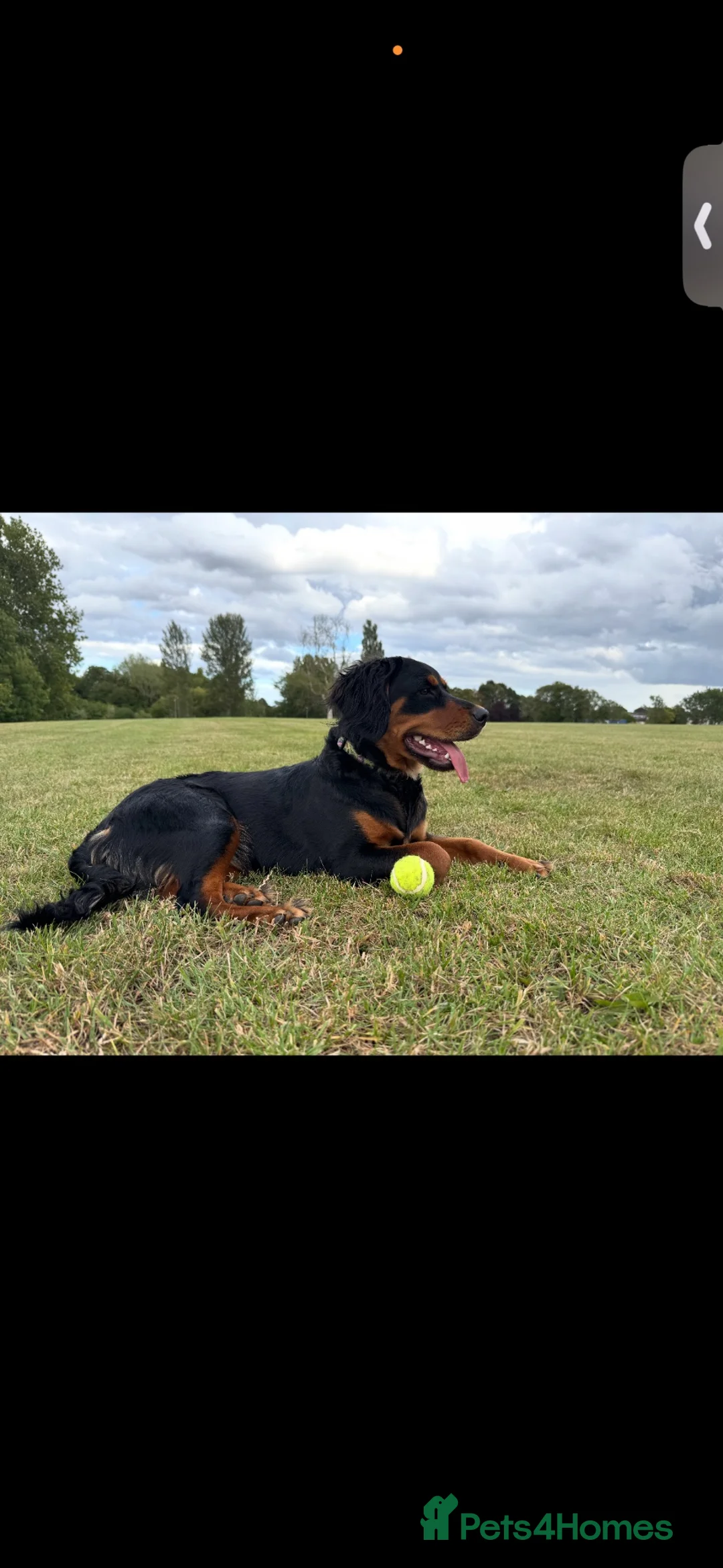 Mixed Breed dogs for sale: beautiful girl for rehome - Advert 2