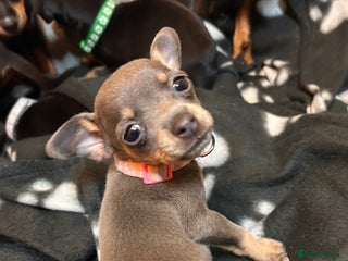 Miniature Pinscher dogs Gorgeous MinPin Pups-Ready 8 Dec! 1 blue girl left - Advert 3