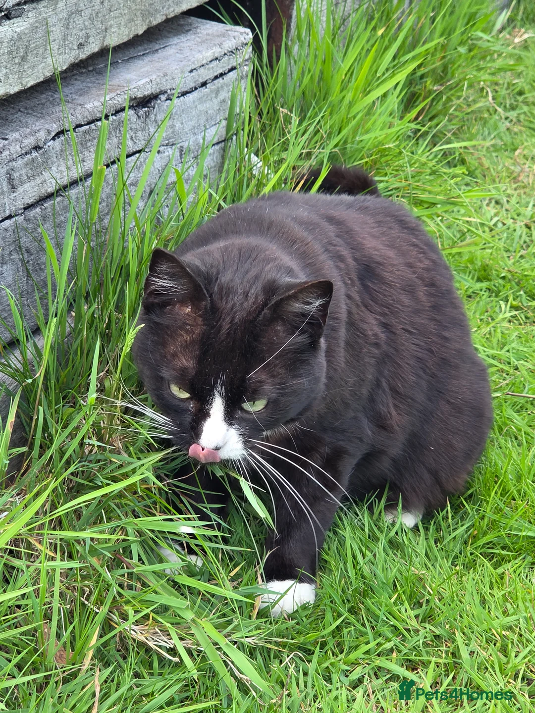 Mixed Breed cats for sale: Lovely 4Yr-Old Tuxedo Cat – Neutered & Microchip'd in Sheffield - Advert 5