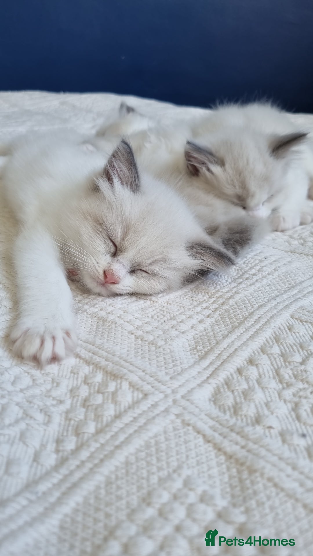 Ragdoll cats for sale: Ragdoll kittens  - Image 2