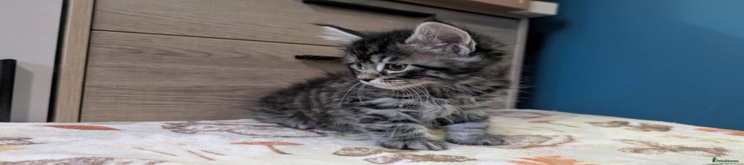 Maine Coon Kitten 4