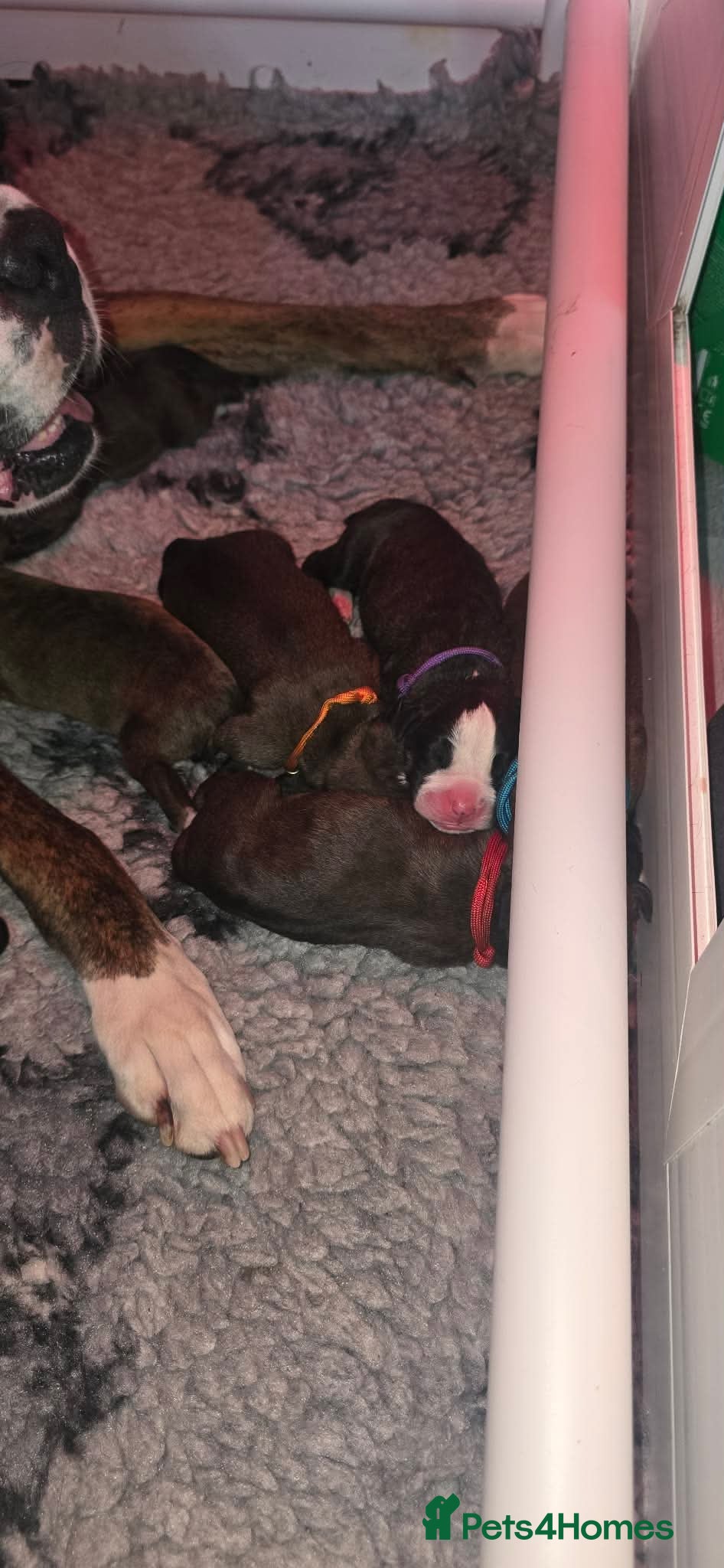 Boxer dogs KC boxers - Advert 7