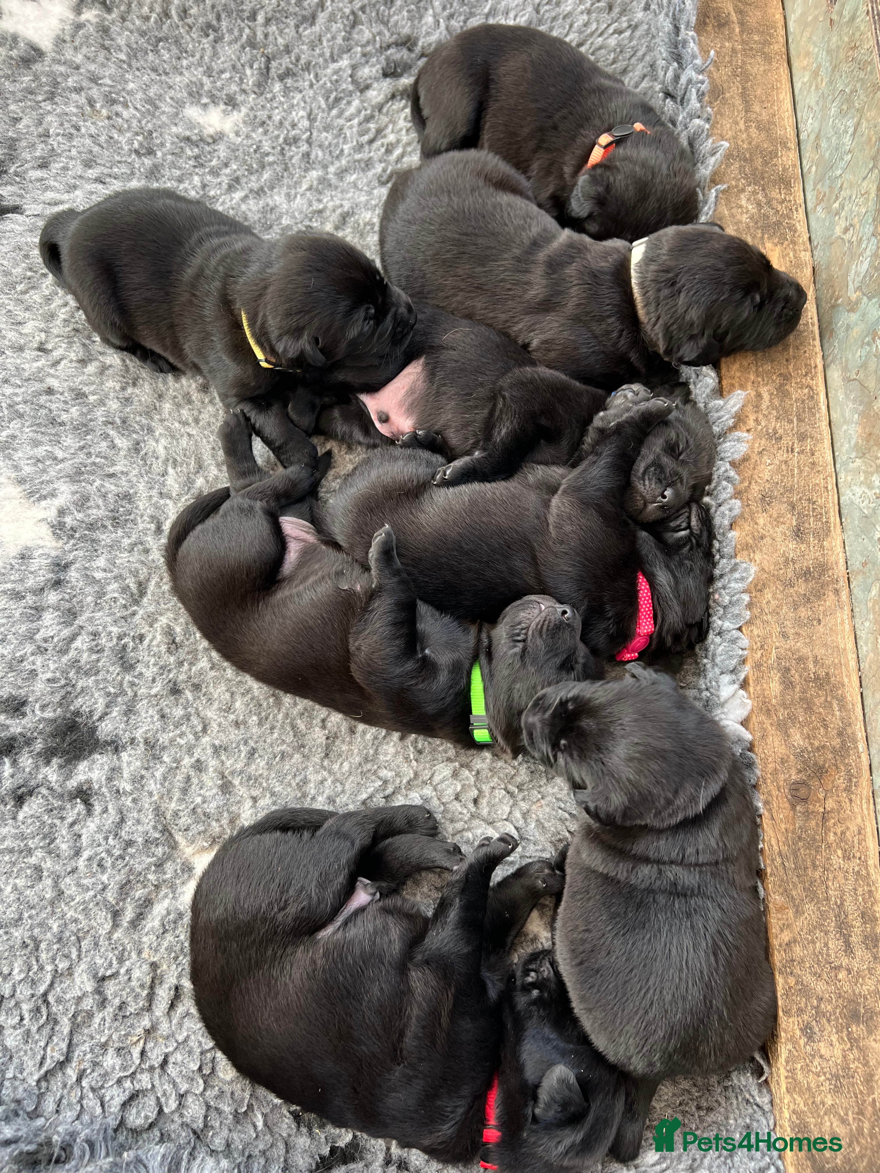 Labrador Retriever dogs Black Labrador Puppies - Advert 11