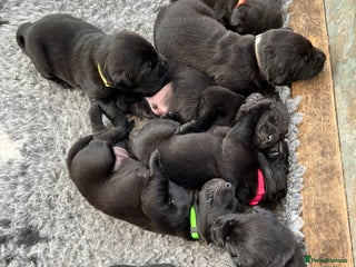 Labrador Retriever dogs for sale - Advert 1