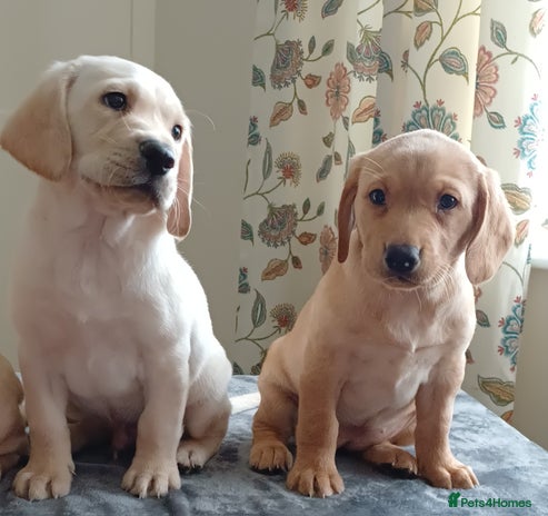 Labrador Retriever dogs - Advert 10