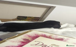 Mini Lop rabbits for sale: Mini Lop for a good home 🥰 - Image 18