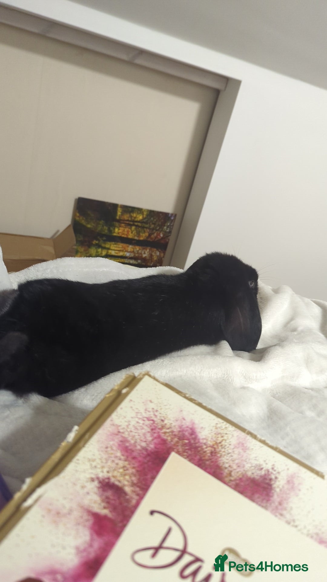 Mini Lop rabbits for sale: Mini Lop for a good home 🥰 - Image 18
