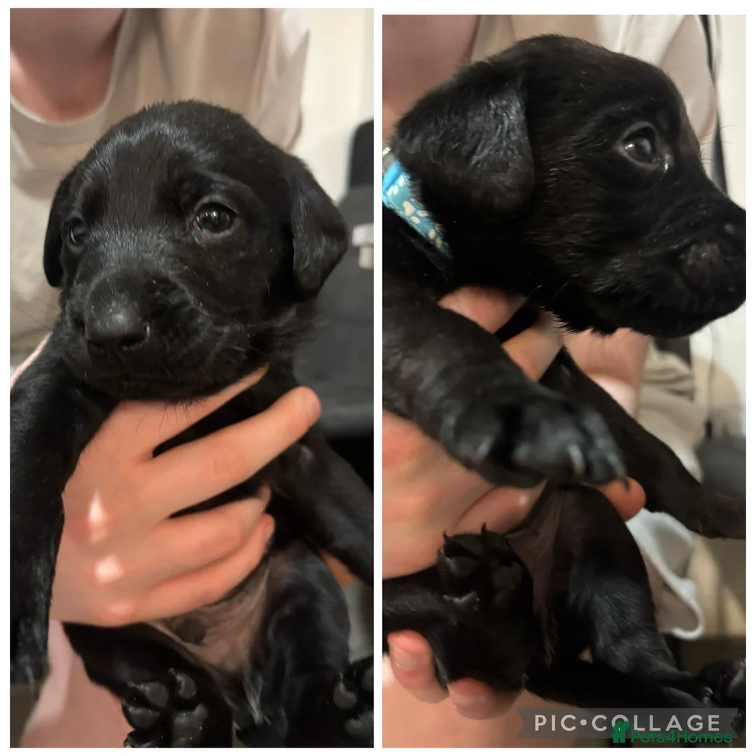 Labrador Retriever dogs for sale: Black Labrador puppies  - Advert 1