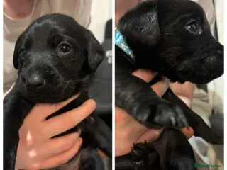 Labrador Retriever dogs Black Labrador puppies - Advert 1