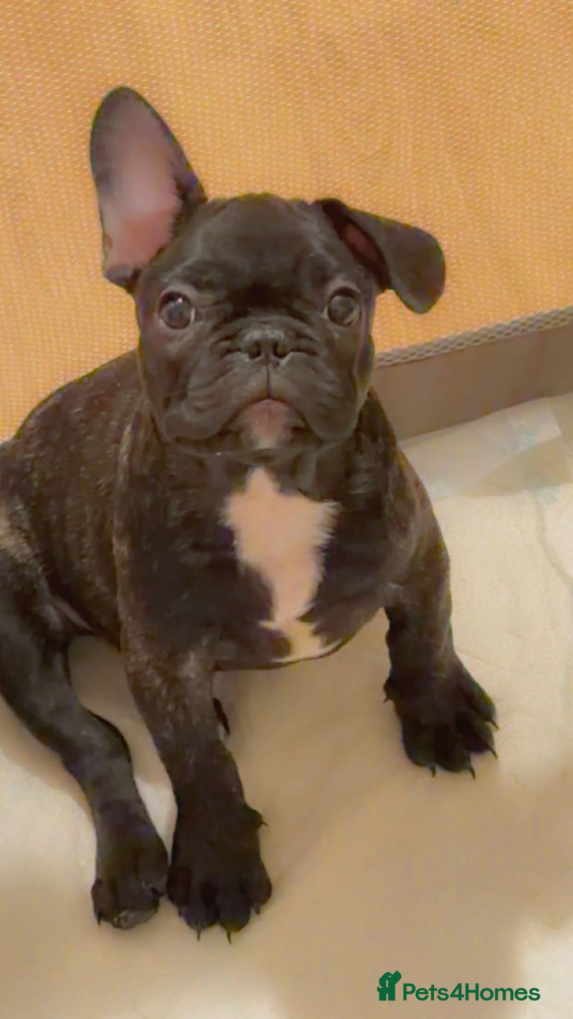 French Bulldog dogs French puppies  - Advert 14