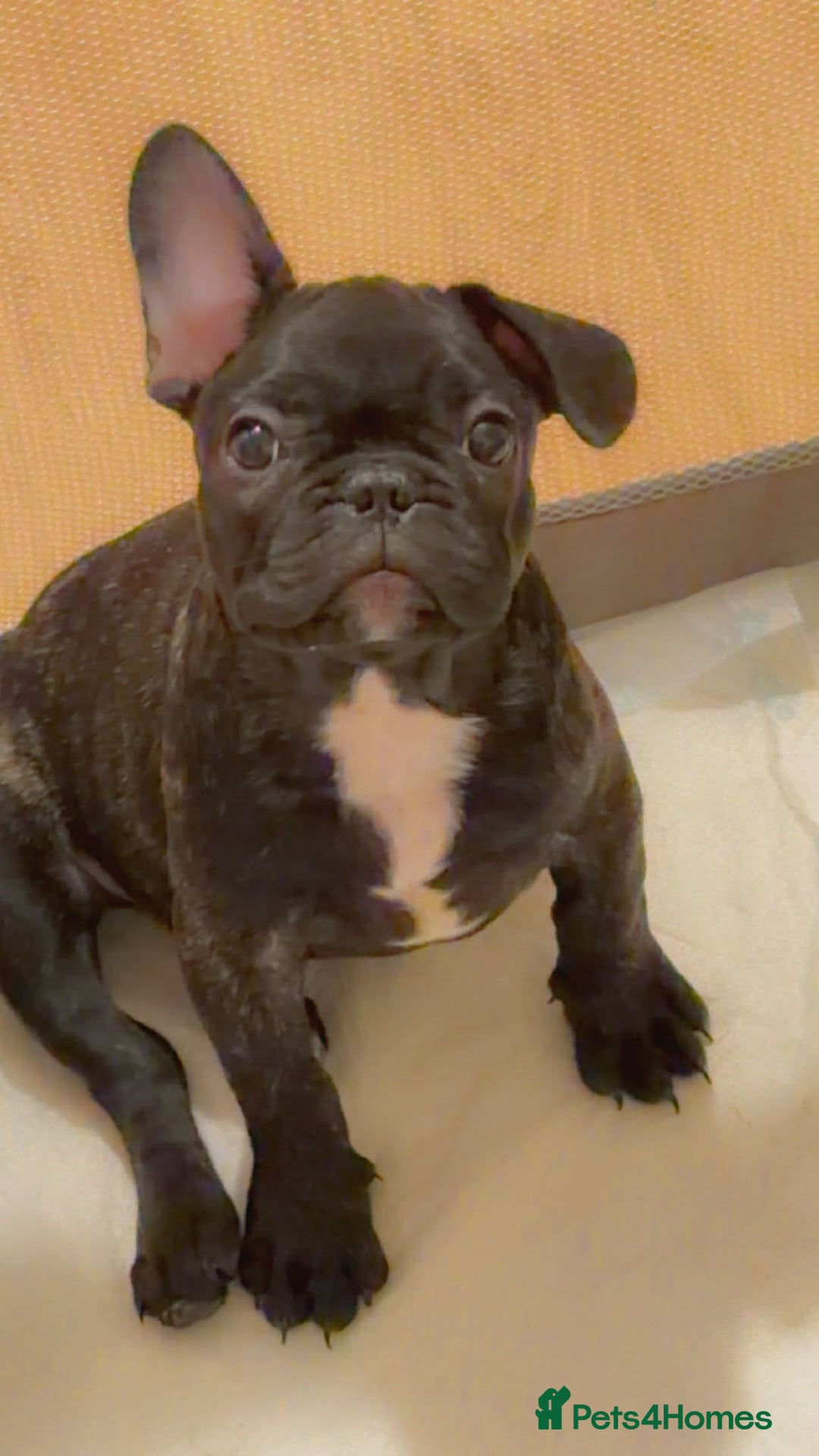 French Bulldog dogs for sale: French puppies  - Advert 1