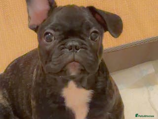 French Bulldog dogs French puppies - Advert 17