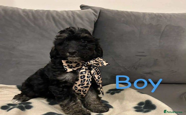 Cockapoo dogs - Advert 15