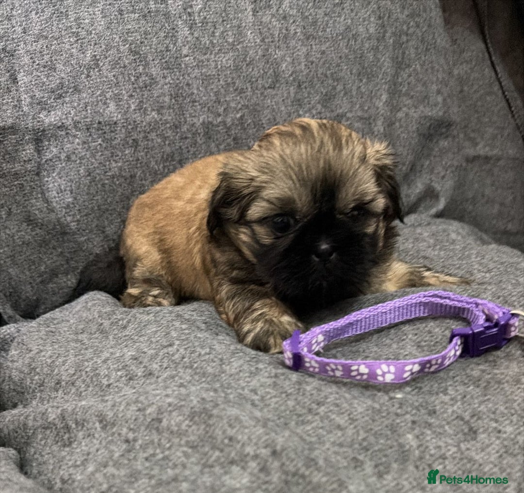 Shih Tzu dogs for sale: Full breed Shih Tzu puppies - Advert 10