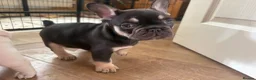French Bulldog dogs for sale: Fluffy French Bulldog Puppies - Advert 6
