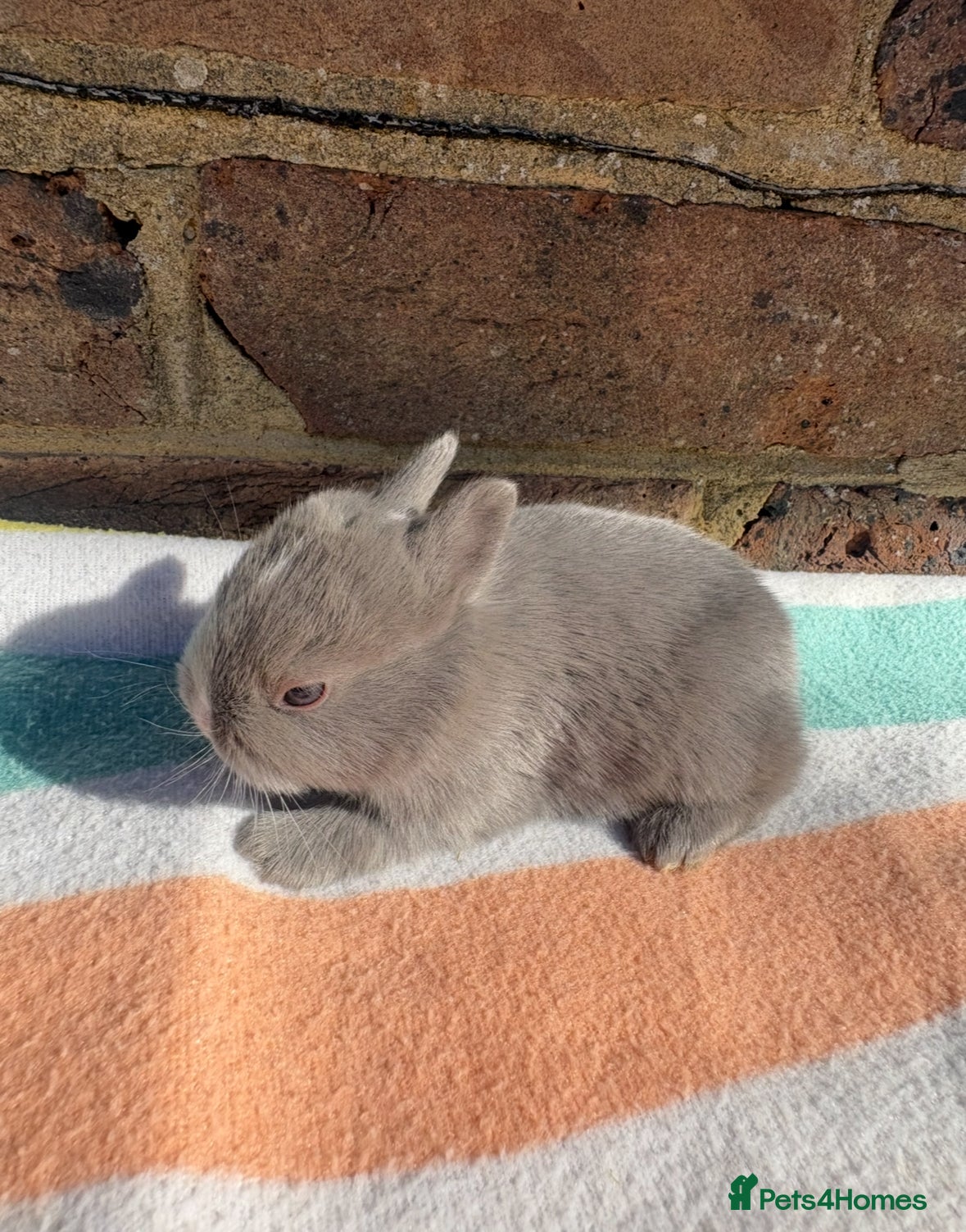 Netherland Dwarf rabbits 3 Sweet Netherland Dwarf bunnies available  - Advert 6