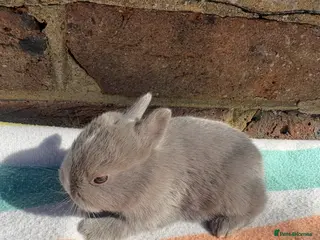 Netherland Dwarf rabbits 3 Sweet Netherland Dwarf bunnies available - Advert 6